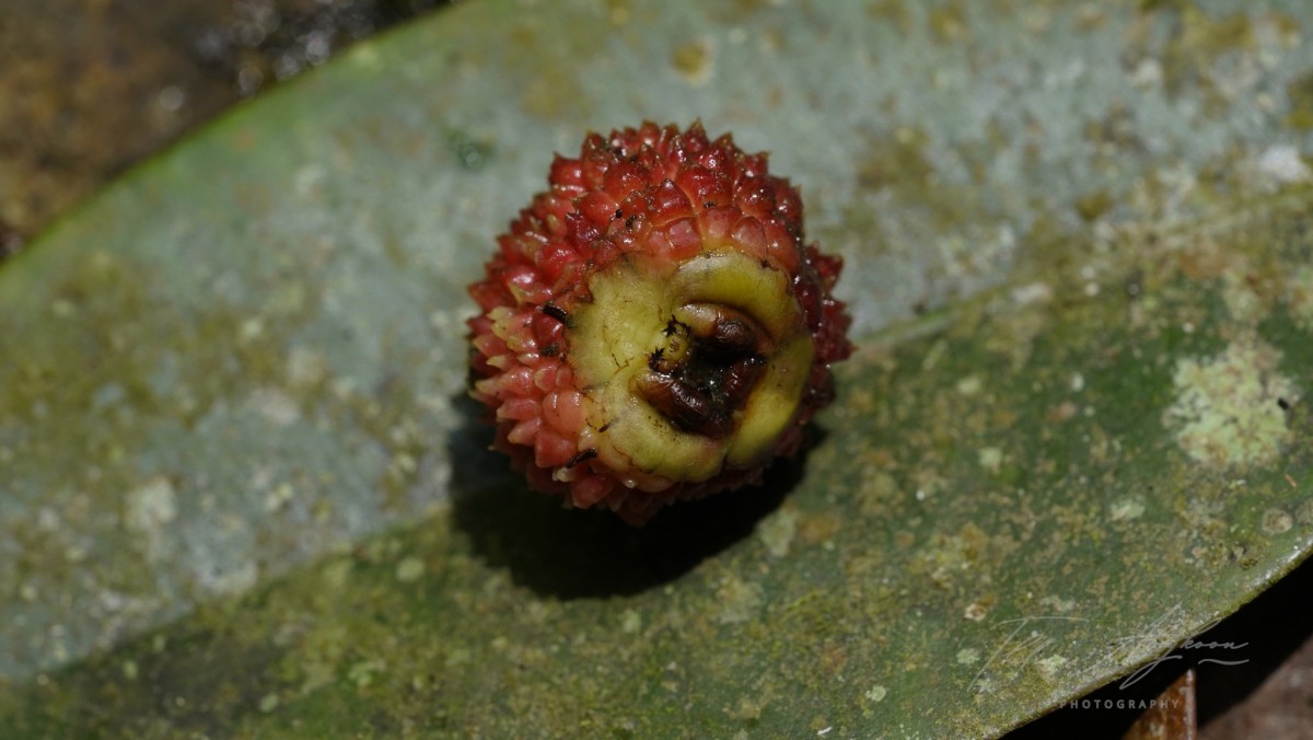 Garcinia echinocarpa Thwaites